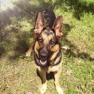 Meet your Posher, Darcie